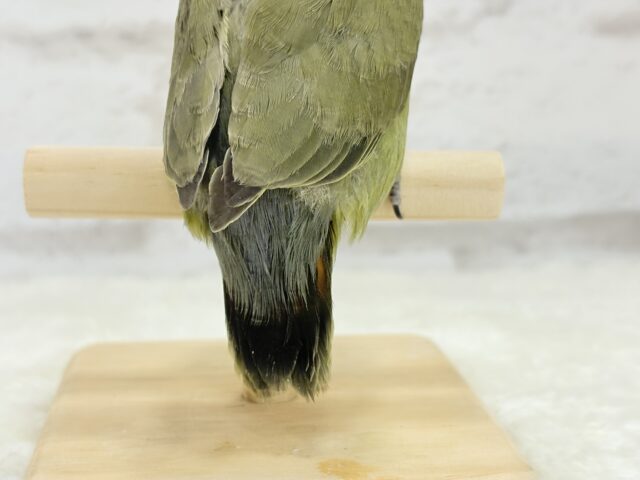 【最新画像更新🪄ひとり餌になりました☆】ふんわり優しい抹茶ちゃん🍵🍡コザクラインコ(オリーブ) ヒナ コザクラインコ(小桜インコ)