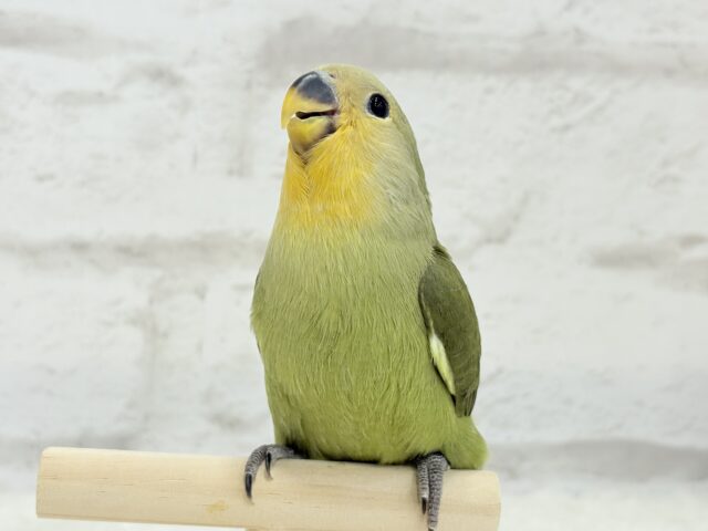 【最新画像更新🪄ひとり餌になりました☆】ふんわり優しい抹茶ちゃん🍵🍡コザクラインコ(オリーブ) ヒナ コザクラインコ(小桜インコ)