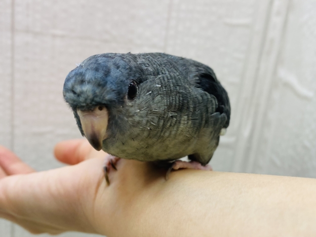 サザナミインコ