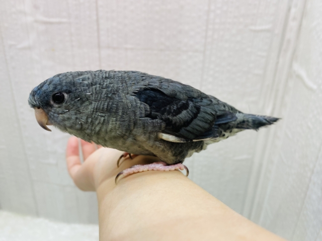 サザナミインコ