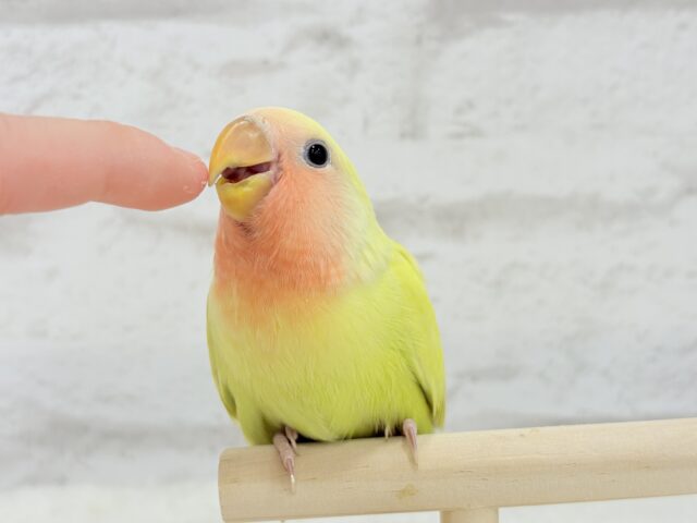 コザクラインコ（小桜インコ）