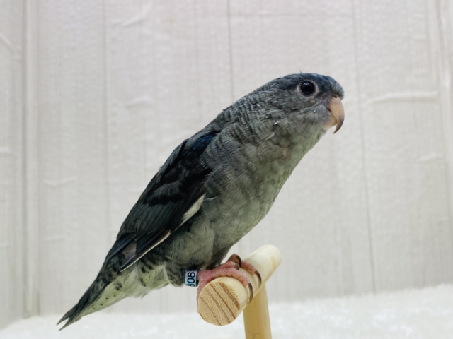 サザナミインコ