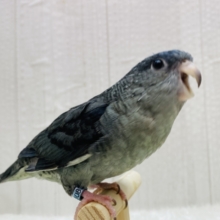 最新画像有ります‼️落ち着いたモーブはいかがですか〜❓丸さの可愛いサザナミインコ🩶💙