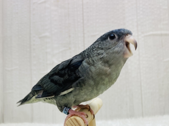 最新画像有ります‼️落ち着いたモーブはいかがですか〜❓丸さの可愛いサザナミインコ🩶💙