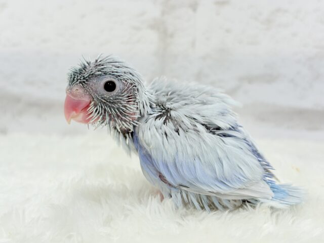 アイスブルーの輝き🐣❄️マメルリハ(アメリカンホワイト) ヒナ 男の子 マメルリハ