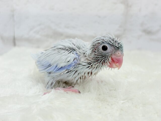 アイスブルーの輝き🐣❄️マメルリハ(アメリカンホワイト) ヒナ 男の子 マメルリハ