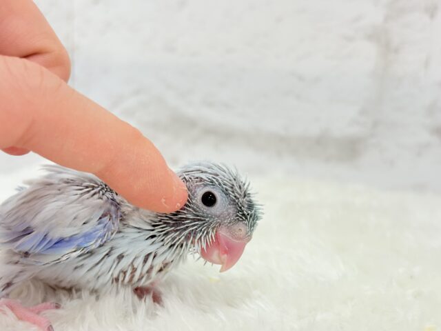 アイスブルーの輝き🐣❄️マメルリハ(アメリカンホワイト) ヒナ 男の子 マメルリハ