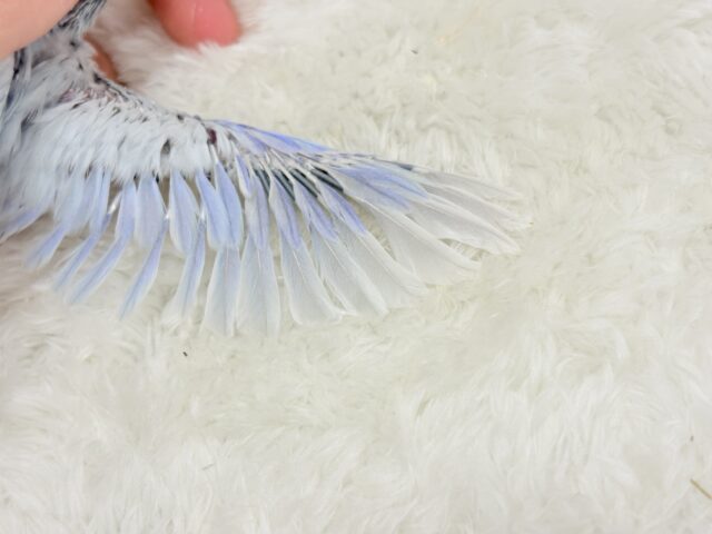 アイスブルーの輝き🐣❄️マメルリハ(アメリカンホワイト) ヒナ 男の子 マメルリハ