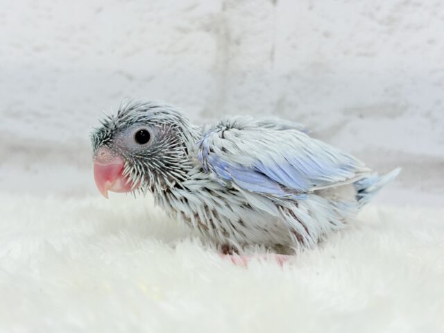 アイスブルーの輝き🐣❄️マメルリハ(アメリカンホワイト) ヒナ 男の子 マメルリハ