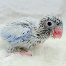 アイスブルーの輝き🐣❄️マメルリハ(アメリカンホワイト) ヒナ 男の子