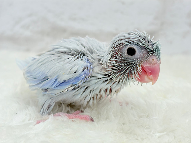 アイスブルーの輝き🐣❄️マメルリハ(アメリカンホワイト) ヒナ 男の子 アイスブルーの輝き🐣❄️マメルリハ(アメリカンホワイト) ヒナ 男の子