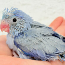 ベビーフェイスに一目惚れ🏹💗 ̖́-マメルリハ(コバルト) ヒナ 男の子