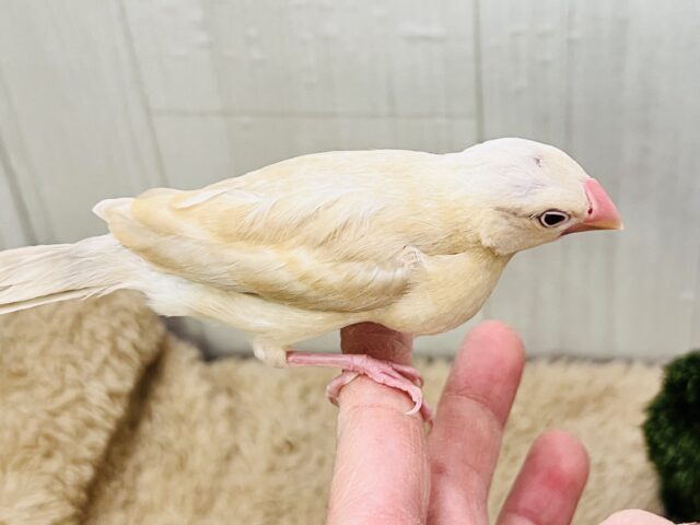 シナモン文鳥