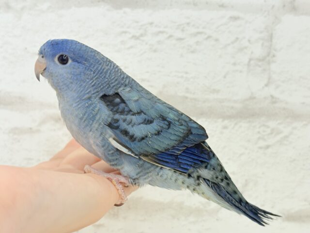 深みブルーが魅力的🐥🌊💙サザナミインコ(コバルト) サザナミインコ