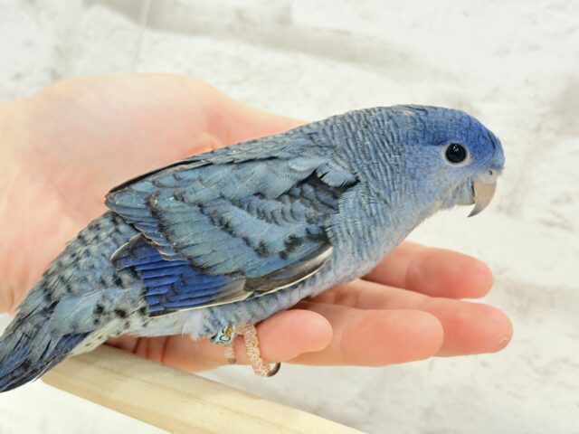 深みブルーが魅力的🐥🌊💙サザナミインコ(コバルト) サザナミインコ