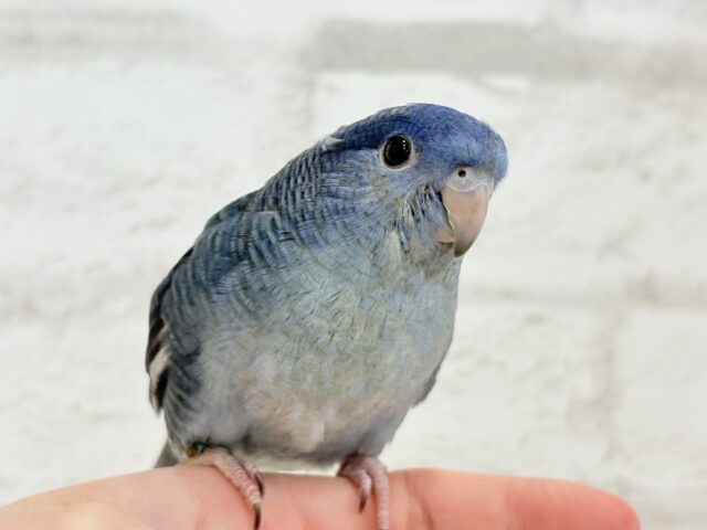 サザナミインコ