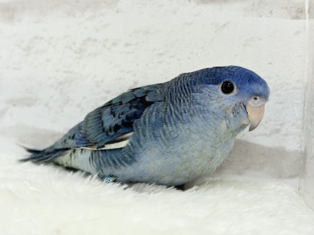 サザナミインコ