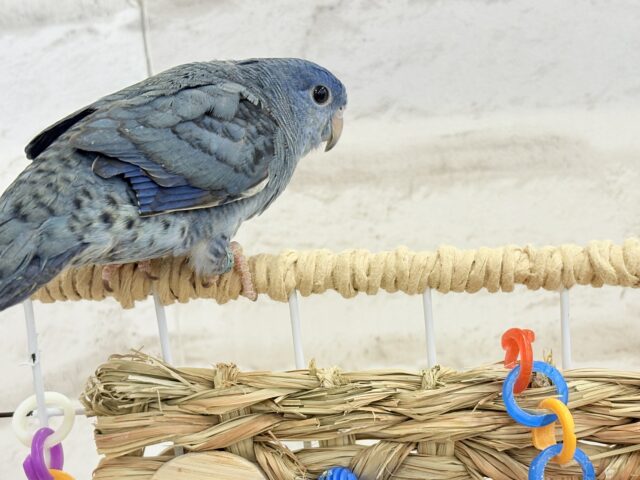 深みブルーが魅力的🐥🌊💙サザナミインコ(コバルト) サザナミインコ