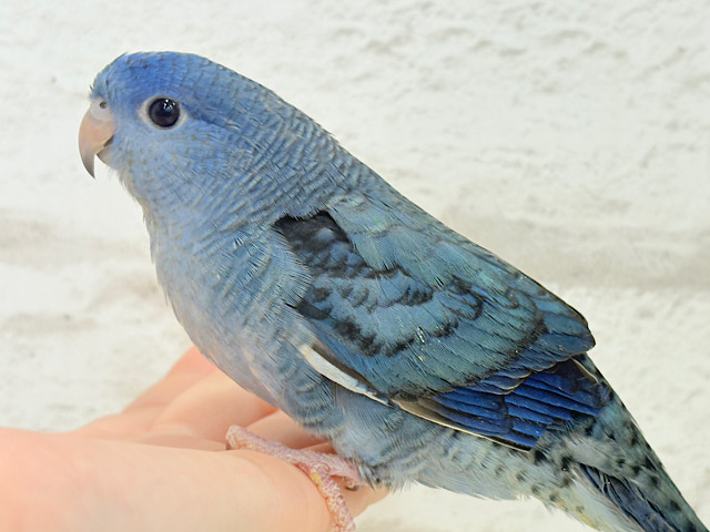 深みブルーが魅力的🐥🌊💙サザナミインコ(コバルト) 深みブルーが魅力的🐥🌊💙サザナミインコ(コバルト)