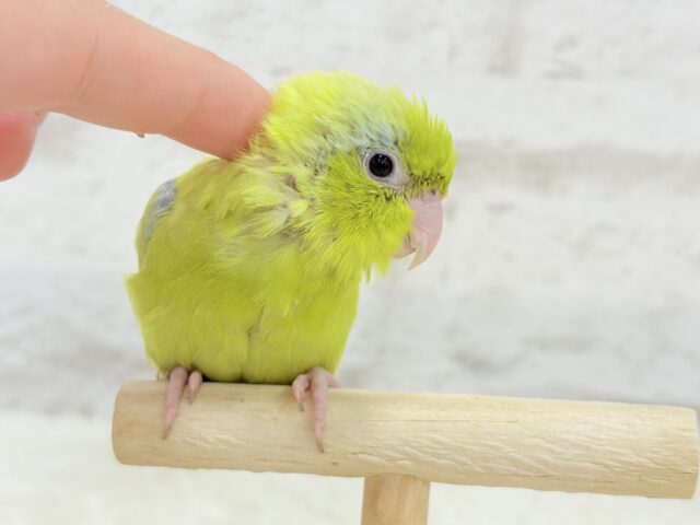 ちびっ子探検隊🐥🪖🪄おマメちゃんフェア🪇 説明画像です