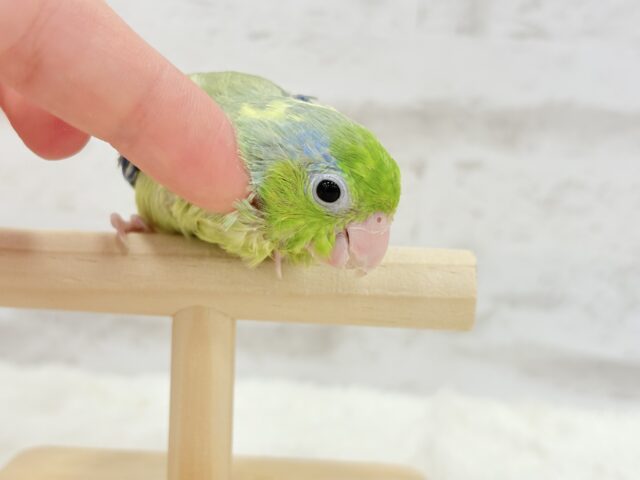 ちびっ子探検隊🐥🪖🪄おマメちゃんフェア🪇 説明画像です