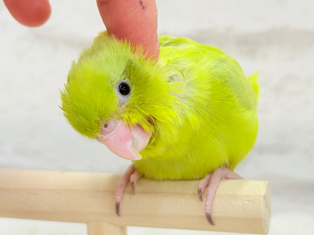 ちびっ子探検隊🐥🪖🪄おマメちゃんフェア🪇 説明画像です