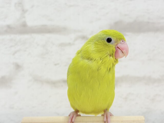 ちびっ子探検隊🐥🪖🪄おマメちゃんフェア🪇 説明画像です