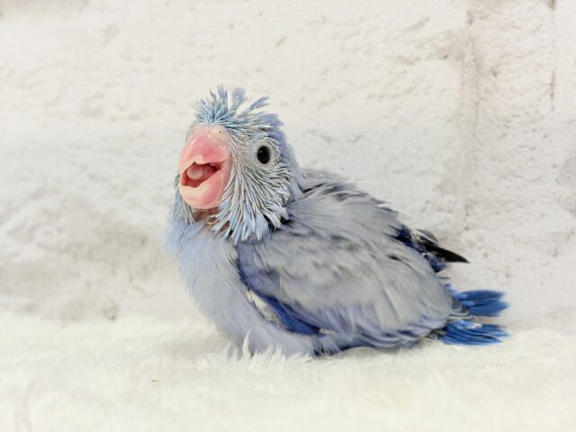 ちびっ子探検隊🐥🪖🪄おマメちゃんフェア🪇 説明画像です