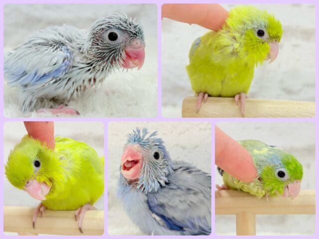 ちびっ子探検隊🐥🪖🪄おマメちゃんフェア🪇 ちびっ子探検隊🐥🪖🪄おマメちゃんフェア🪇