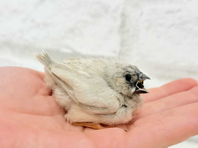 ジャンボキンカチョウ