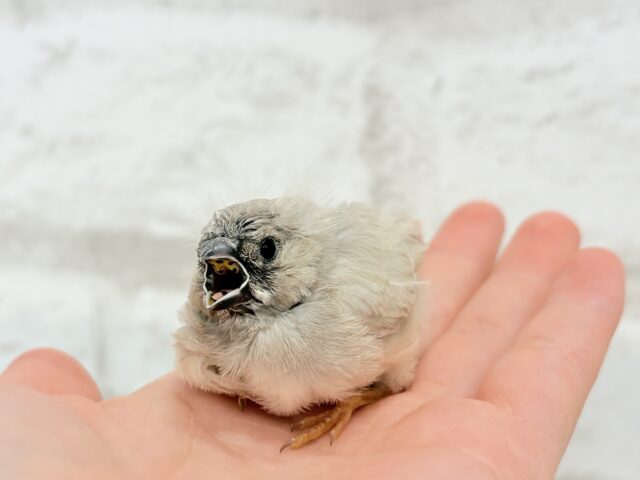 ジャンボキンカチョウ