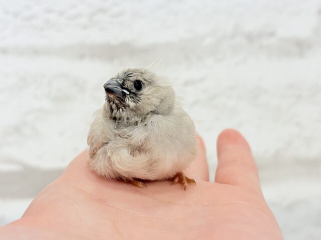 ジャンボキンカチョウ