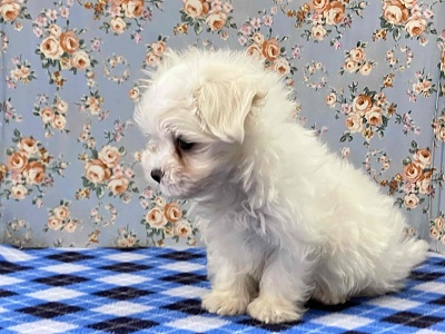 ふわふわの白い天使!マルチーズがやってきた♪ マルチーズ