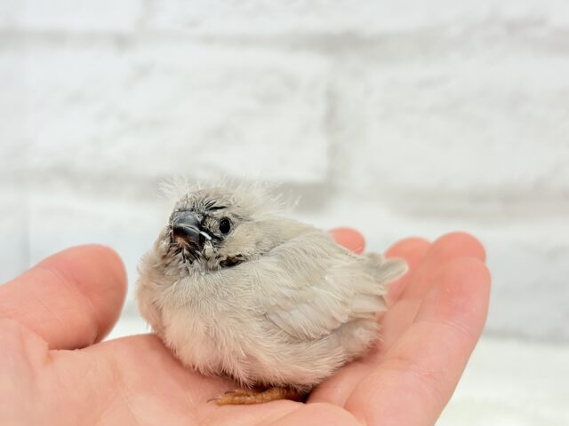 ジャンボキンカチョウ