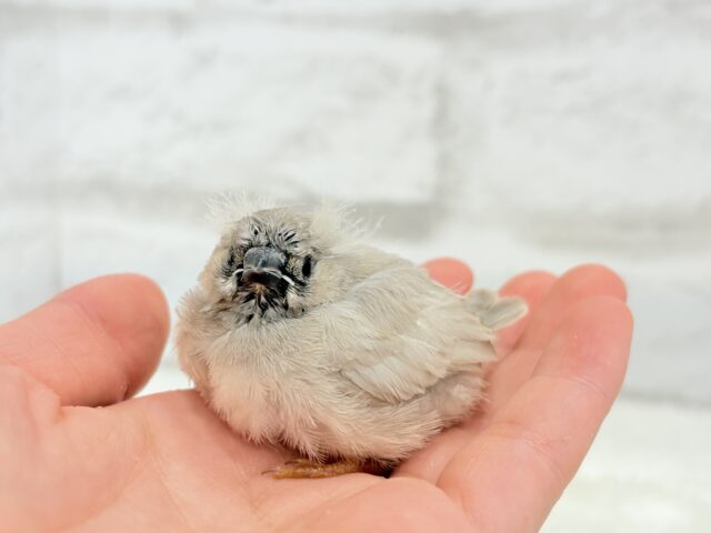 ジャンボキンカチョウ