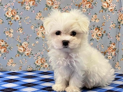 ふわふわの白い天使!マルチーズがやってきた♪ マルチーズ