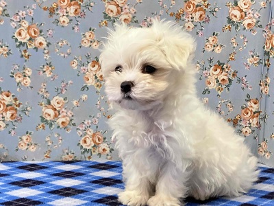 ふわふわの白い天使!マルチーズがやってきた♪ マルチーズ