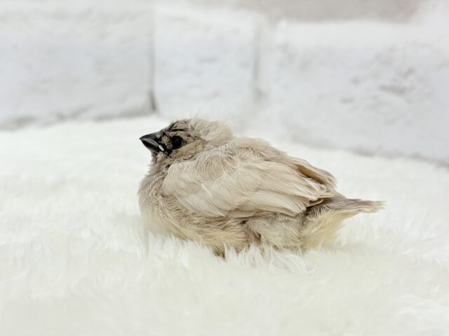 ジャンボキンカチョウ