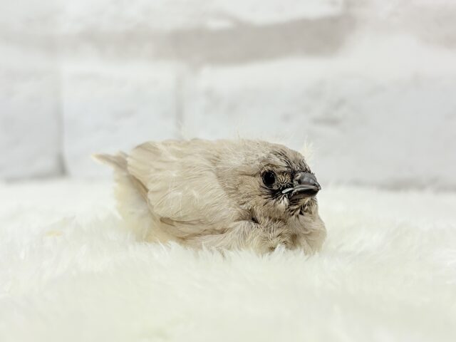 ジャンボキンカチョウ