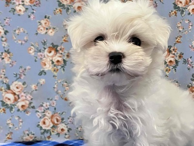 ふわふわの白い天使!マルチーズがやってきた♪ マルチーズ