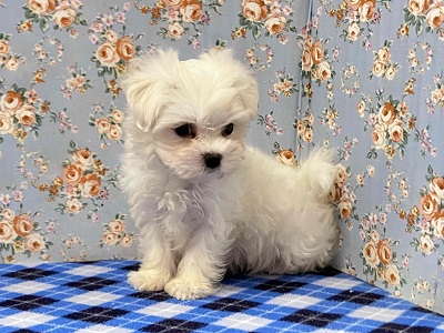 ふわふわの白い天使!マルチーズがやってきた♪ マルチーズ