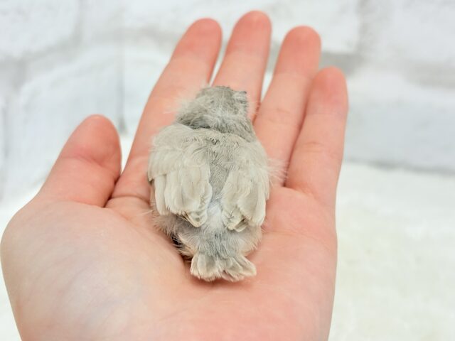 ジャンボキンカチョウ