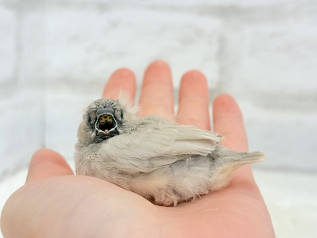 ジャンボキンカチョウ