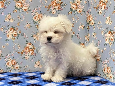 ふわふわの白い天使!マルチーズがやってきた♪ マルチーズ