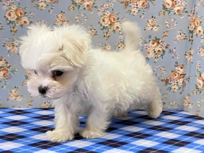 ふわふわの白い天使!マルチーズがやってきた♪ マルチーズ