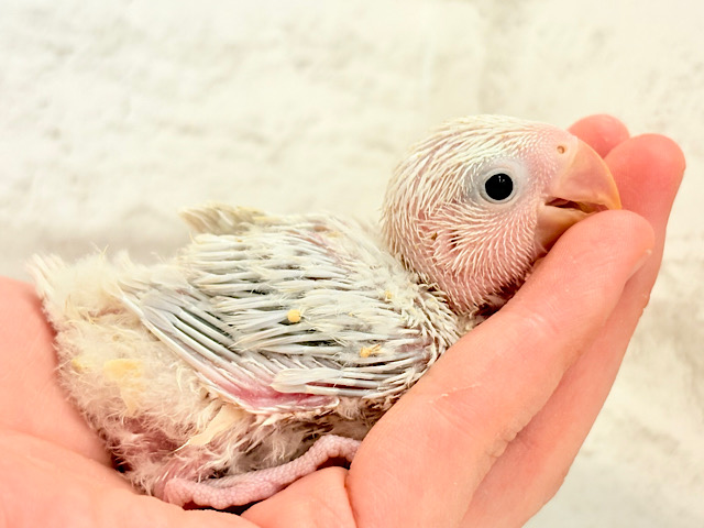 何色になるのかなっ？♬*°コザクラインコ(パリド系) ヒナ