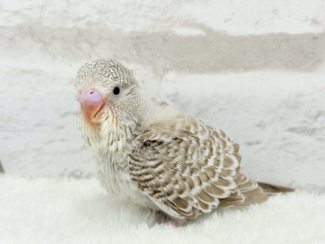 ジャンボセキセイインコ