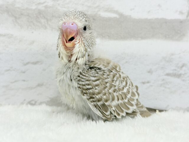 声高らかに♬元気よく🐣🌾ジャンボセキセイインコ(ノーマル) ヒナ ジャンボセキセイインコ
