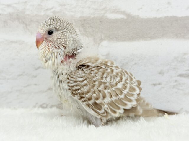 声高らかに♬元気よく🐣🌾ジャンボセキセイインコ(ノーマル) ヒナ ジャンボセキセイインコ