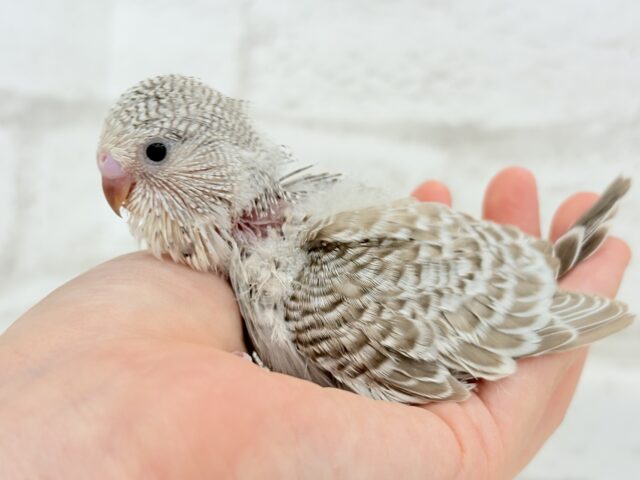 ジャンボセキセイインコ